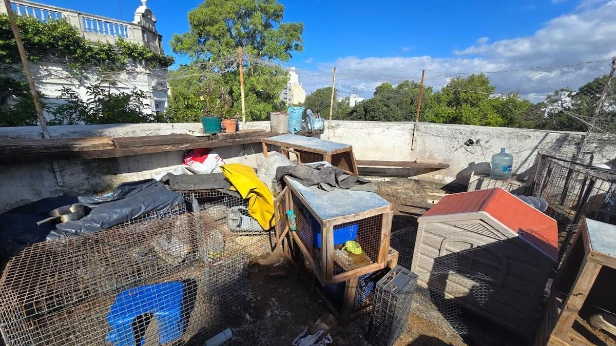 Clausuran criadero ilegal de gatos de lujo en Buenos Aires