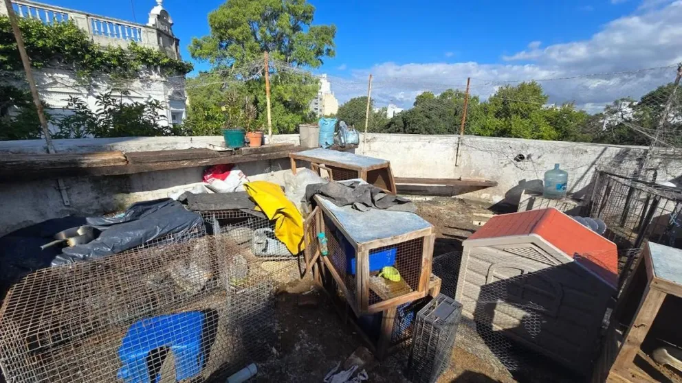 Clausuran criadero ilegal de gatos de lujo en Buenos Aires