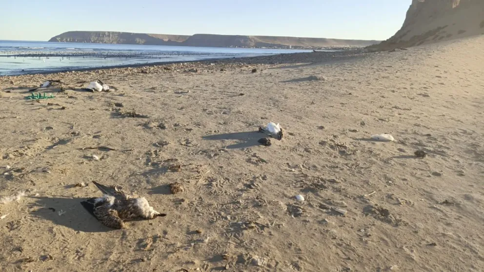 Aparecieron decenas de gaviotas muertas en la desembocadura del arroyo La Mata