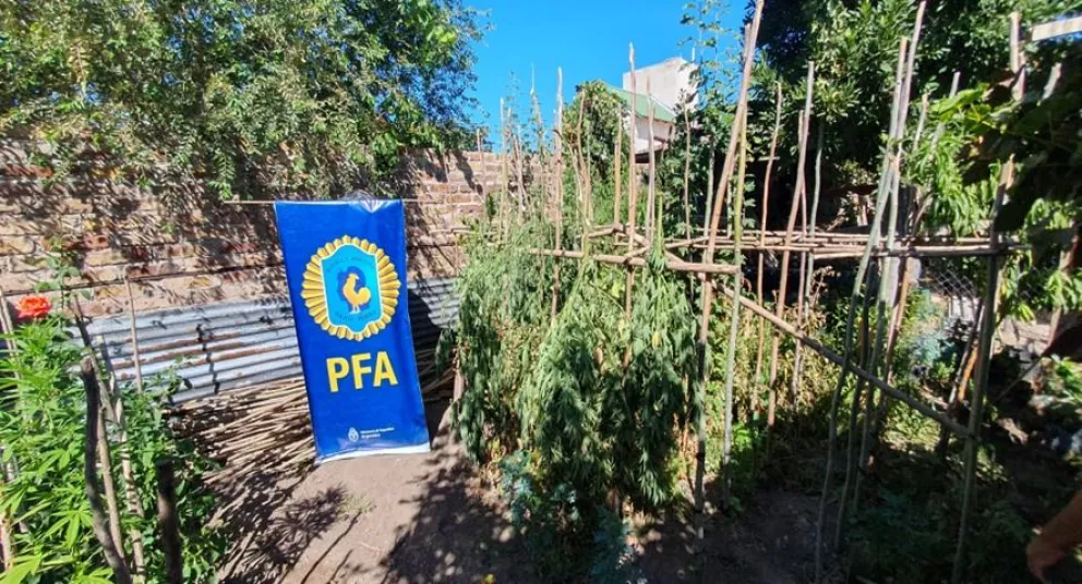 Secuestraron 40 plantas de marihuana en Cipolletti: un detenido