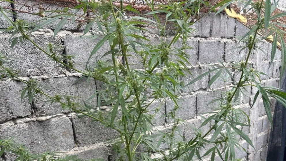 Detienen a una mujer con un arma y una plantación de marihuana