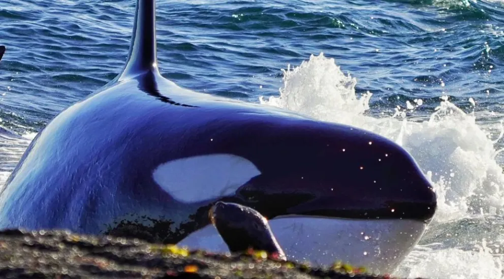 Un fenómeno natural único: el impresionante varamiento de la orca Jazmín en Península Valdés
