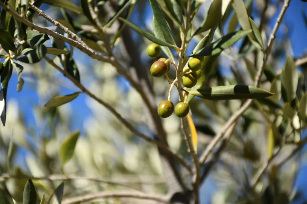 Impulsan la producción de aceite de oliva y abren inscripción para productores