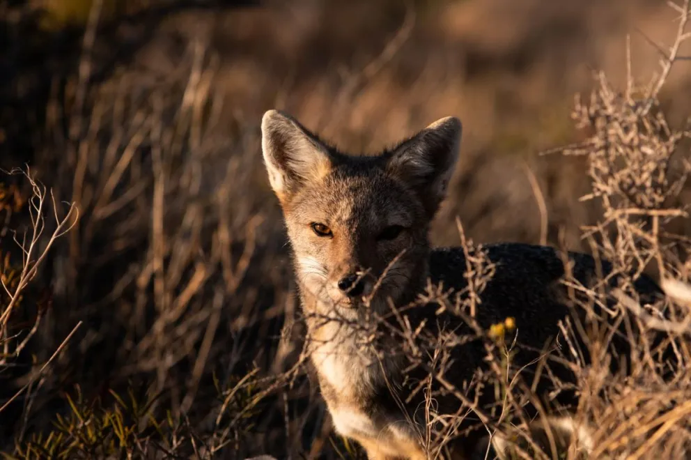 Estudian el impacto de la presencia de zorros en el ejido urbano