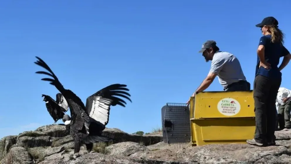 Liberaron a dos cóndores andinos con rastreadores satelitales para monitorear su comportamiento