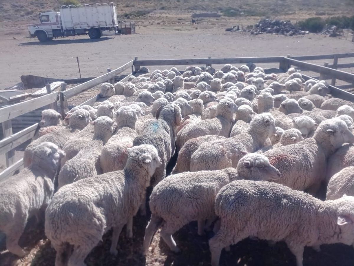 Allanamientos y detenciones en Paso de Indios por causa de abigeato agravado y otros delitos 