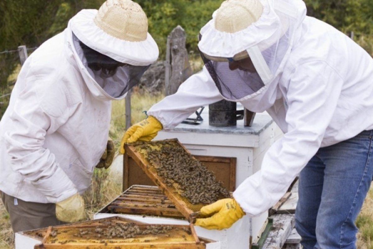 Provincia convoca a productores apícolas a actualizar su inscripción en el Registro Nacional