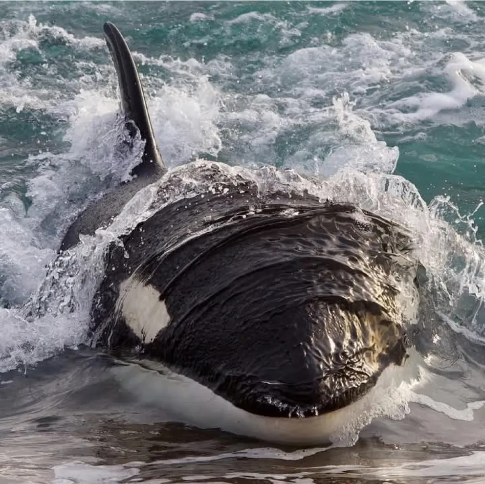 Solo en Chubut: así cazan las orcas que asombran al mundo