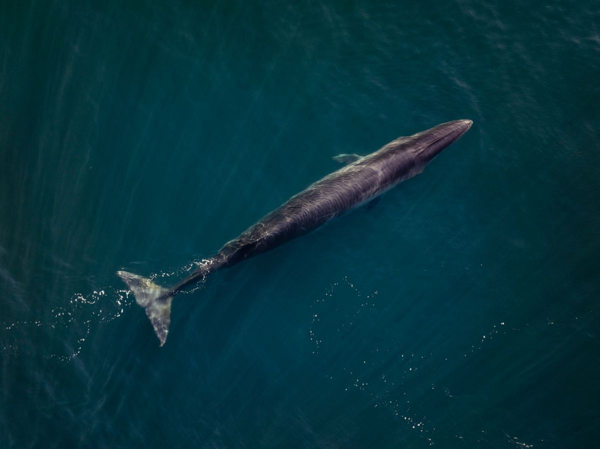 Rada Tilly comienza a vivir la temporada de ballena sei