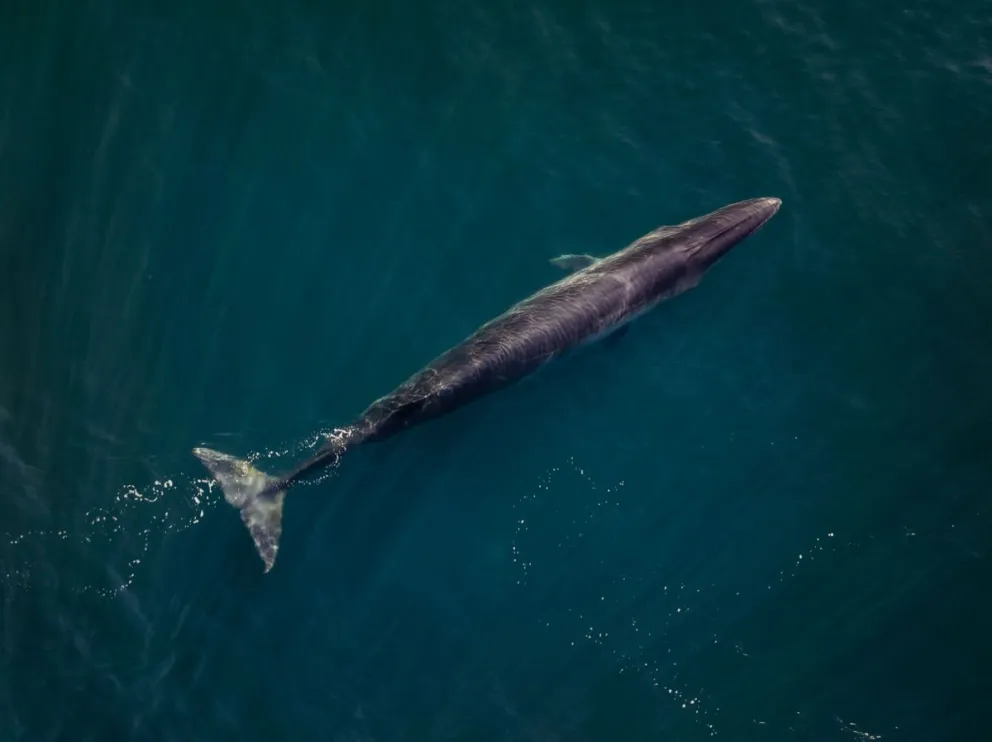 Rada Tilly comienza a vivir la temporada de ballena sei