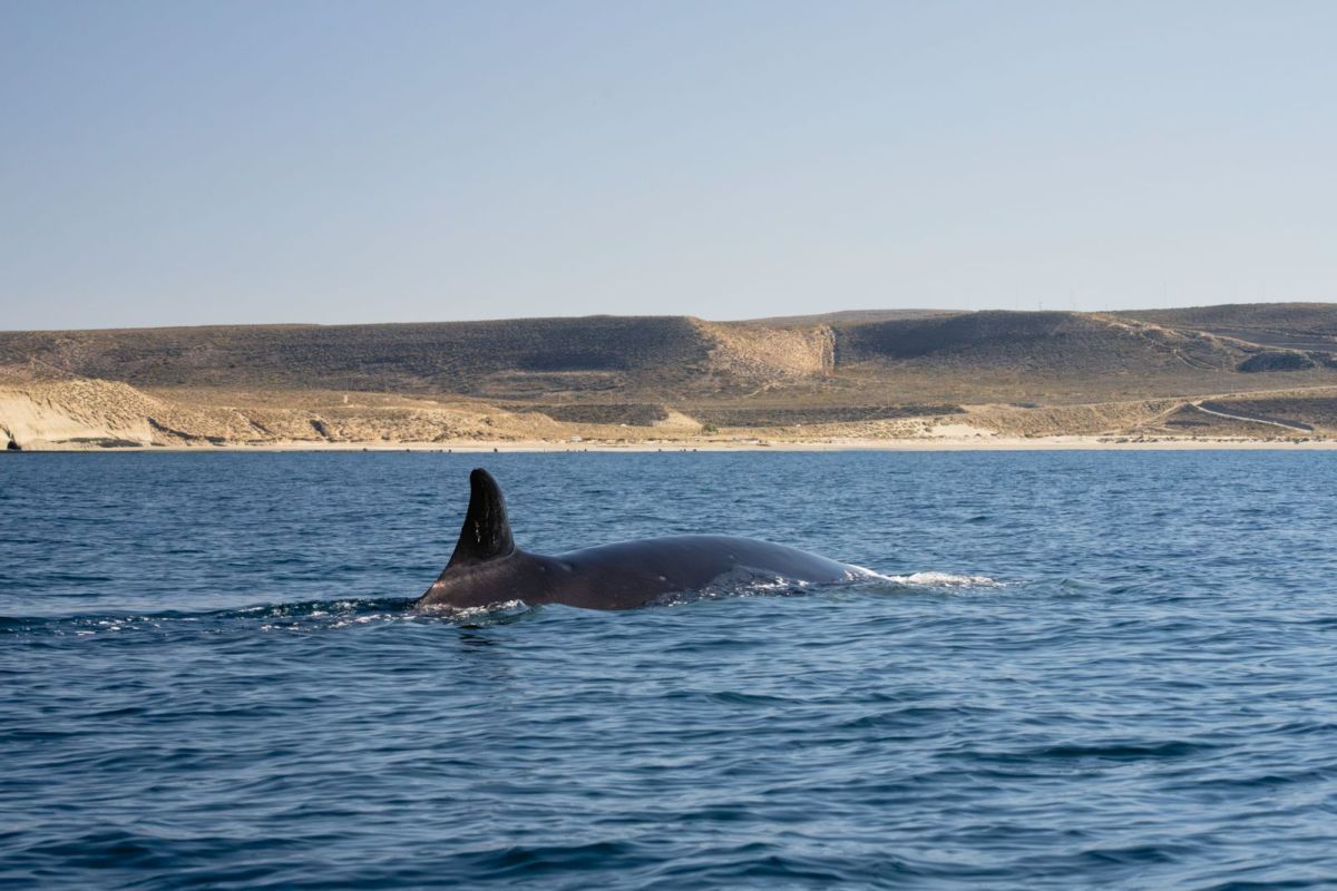 Ballena sei en Rada Tilly: investigación, desafíos y un mirador único para el avistaje de cetáceos
