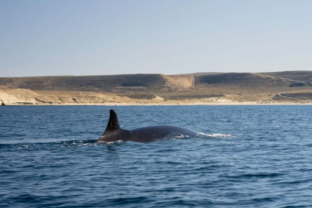 Ballena sei en Rada Tilly: investigación, desafíos y un mirador único para el avistaje de cetáceos