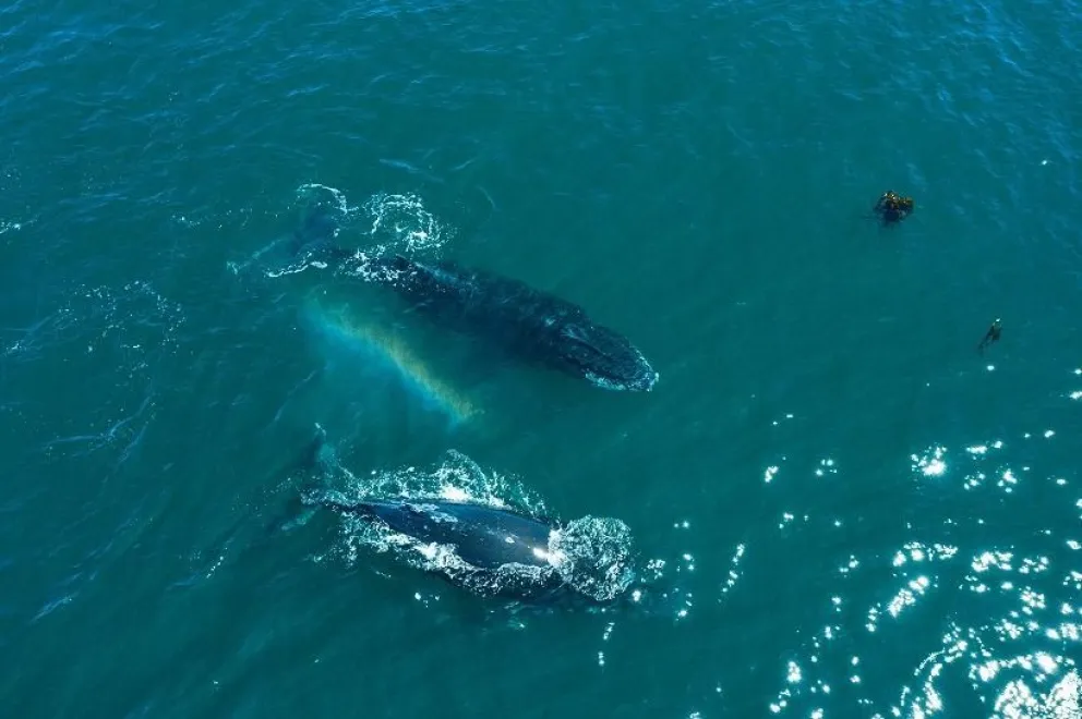 El fenómeno marino que convierte a Camarones en un santuario para aves, ballenas y peces