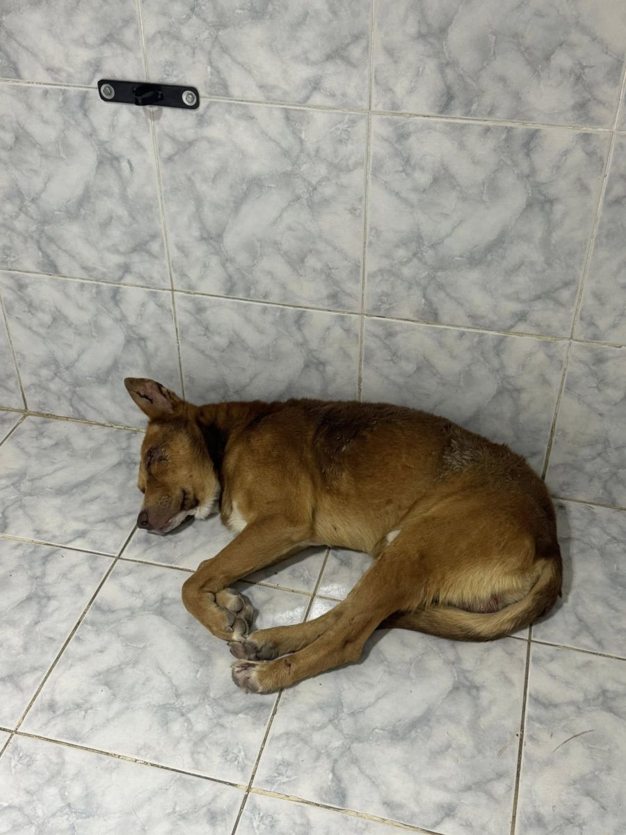 Crueldad animal en Comodoro: atacaron a un perro con un cuchillo