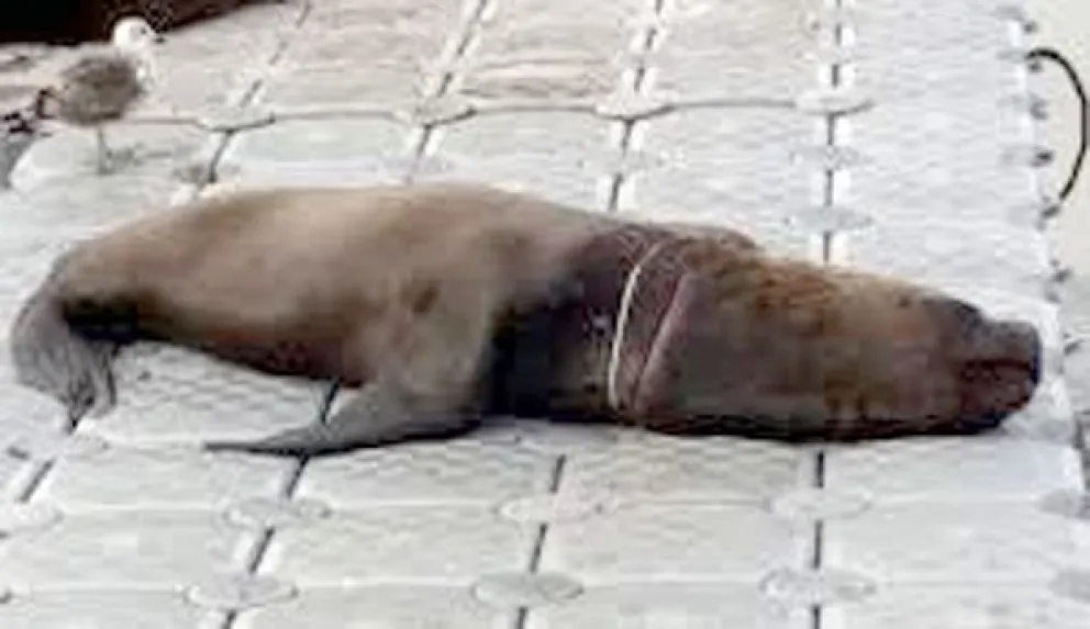 Marinero pide ayuda para lobo marino atrapado con una cuerda plástica en el cuello