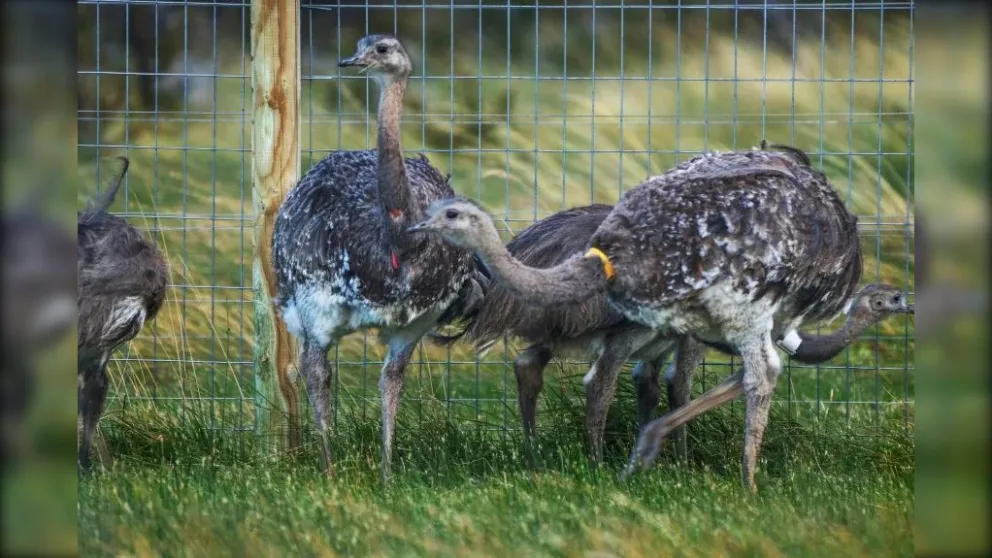 Rewilding en acción: 15 ñandúes patagónicos fueron enviados a Chile para recuperar su población