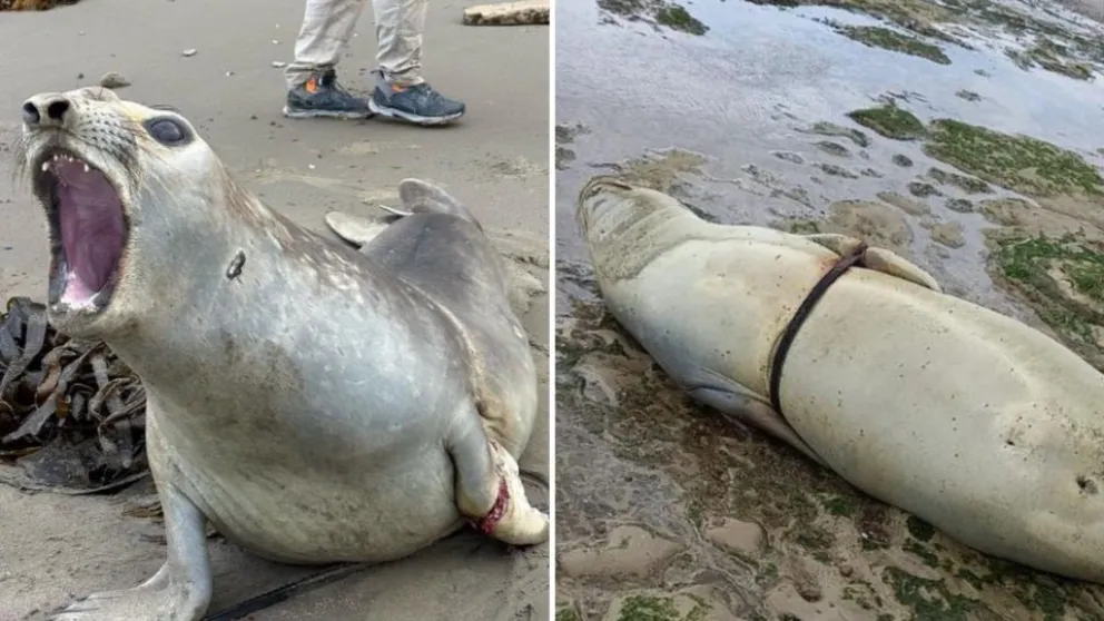 Rescatan a un elefante marino atrapado en residuos pesqueros en Península Valdés
