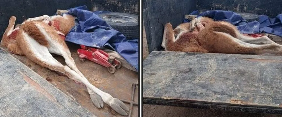 Secuestran un arma de fuego y carne de guanaco faenado en un operativo sobre ruta provincial
