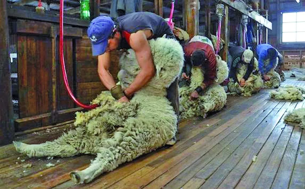 Provincia convoca a inscribirse en el Registro Permanente del Servicio de Esquila