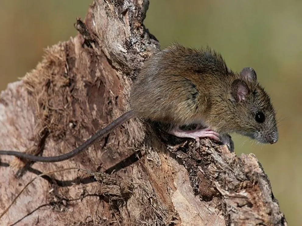 Cuáles son las medidas claves para la prevención del hantavirus