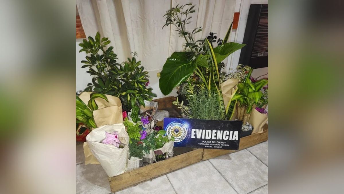 Operativo en Esquel: vendedor ambulante detenido por falsificación de moneda