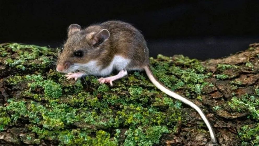 "Hantavirus en El Bolsón: aseguran que riesgo de contagio secundario es bajo