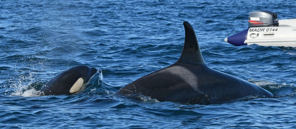 ¡Sorpresa!: apareció una orca bebé en Punta Norte y la llamaron “Guardafauna”