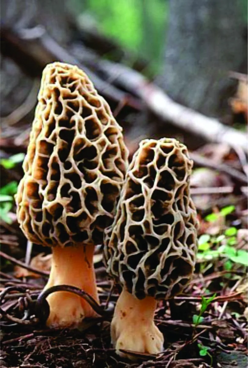 Las morillas o colmenillas (morchella c&oacute;nica) son hongos silvestres comestibles.