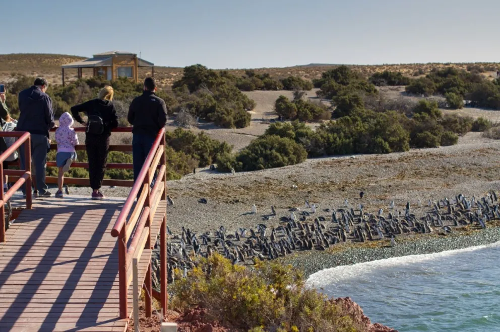 Finalizó la temporada de Pingüinos de Magallanes en Punta Tombo