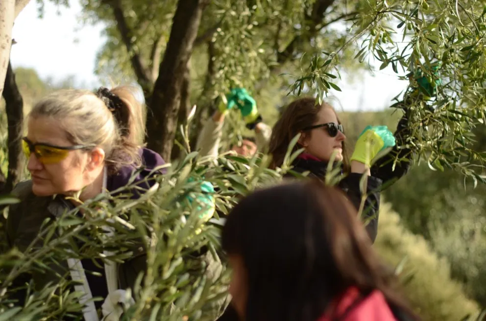 Avanza la prueba piloto para generar aceite de oliva en Comodoro