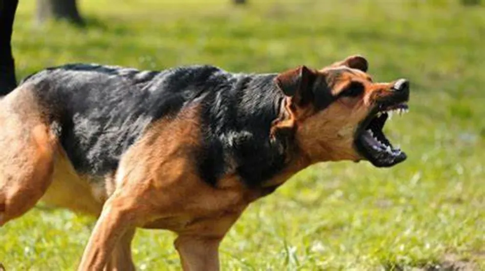 Un hombre de 68 años fue mordido por varios perros y sufrió graves heridas