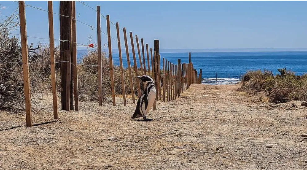 Día Mundial del Pingüino: curiosidades, especies y cómo protegerlos en Chubut