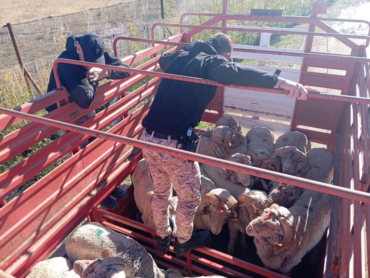 Incautan camión con animales en infracción a la Ley de Marcas y Señales en Sarmiento
