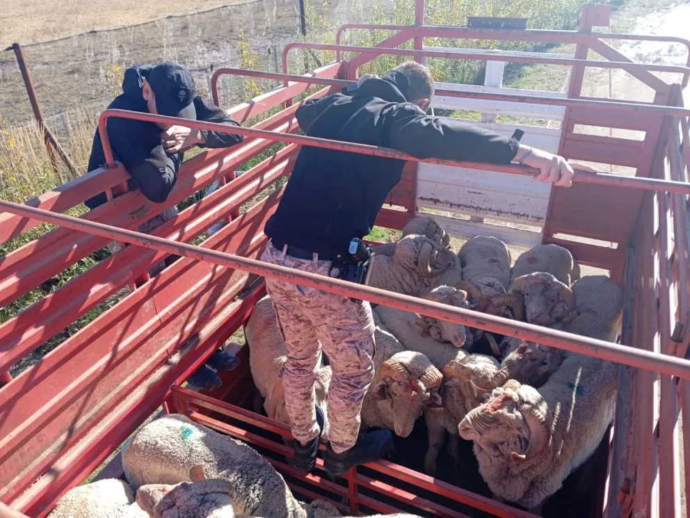 Incautan camión con animales en infracción a la Ley de Marcas y Señales en Sarmiento