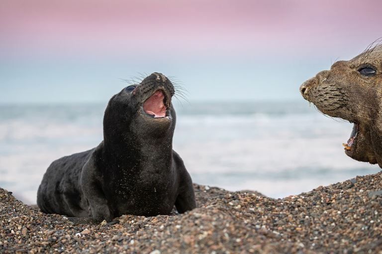 Chubut aprobó una ley modelo para resguardar la fauna chubutense.