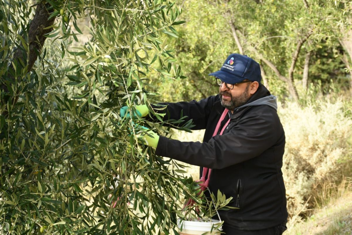 Arrancó la cosecha de olivos para aceite con sello patagónico
