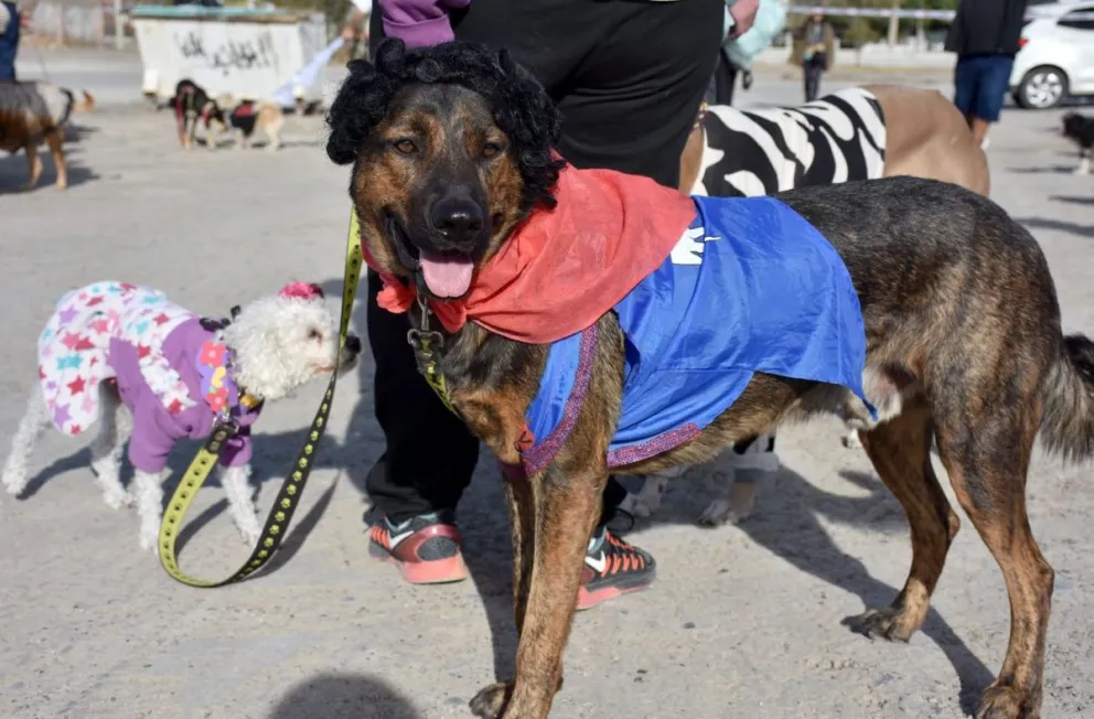 Con desfile y actividades recreativas, Trelew impulsó el cuidado responsable de animales