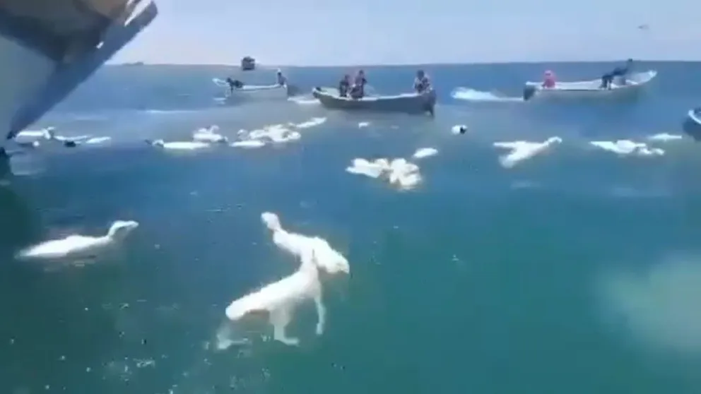 Yemen: decenas de ovejas cayeron al mar y barqueros se lanzaron a salvarlas