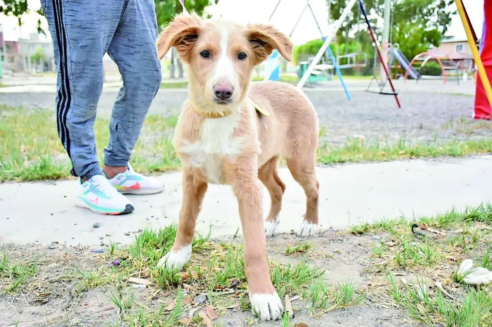 Trelew celebra con múltiples actividades el Día del Animal