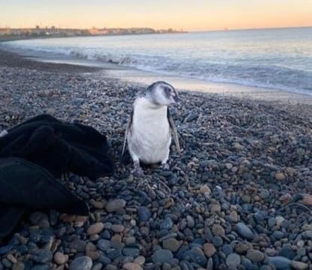 Un joven salvó a un pingüino que se asfixiaba en la costa de Comodoro