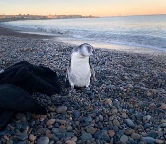 Un joven salvó a un pingüino que se asfixiaba en la costa de Comodoro