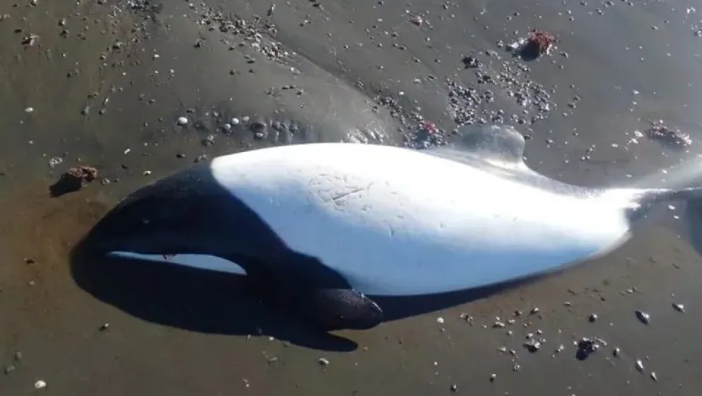 Hallan toninas muertas en la playa del Barrio Stella Maris 