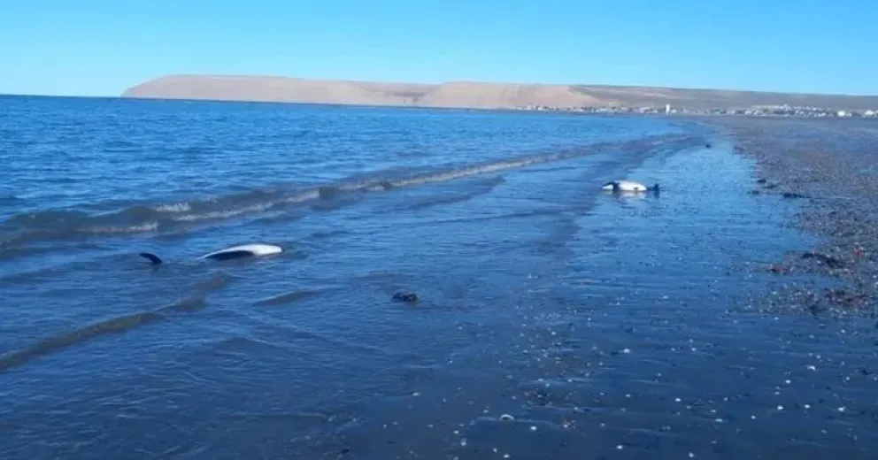Aparecieron dos toninas muertas en la costa 