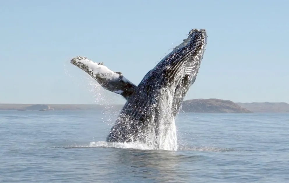 La Legislatura declaró siete especies “Monumentos Naturales” de Chubut