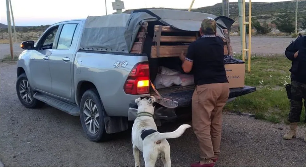 Transportaban gallinas vivas y carne de jabalí sin habilitación sanitaria