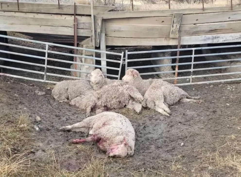 Ataque de jauría en Güer Aike: murieron 12 carneros y otros 9 luchan por sobrevivir