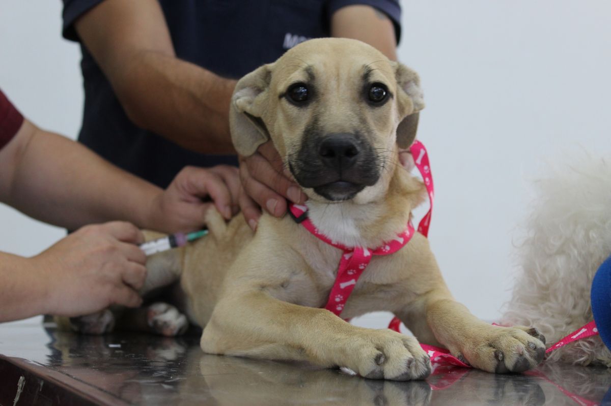 El jueves habrá jornada de vacunación antirrábica y entrega de antiparasitarios en barrio Abel Amaya