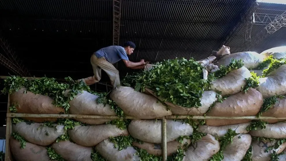 Productores paralizan la cosecha de yerba mate ante precios que no cubren costos  