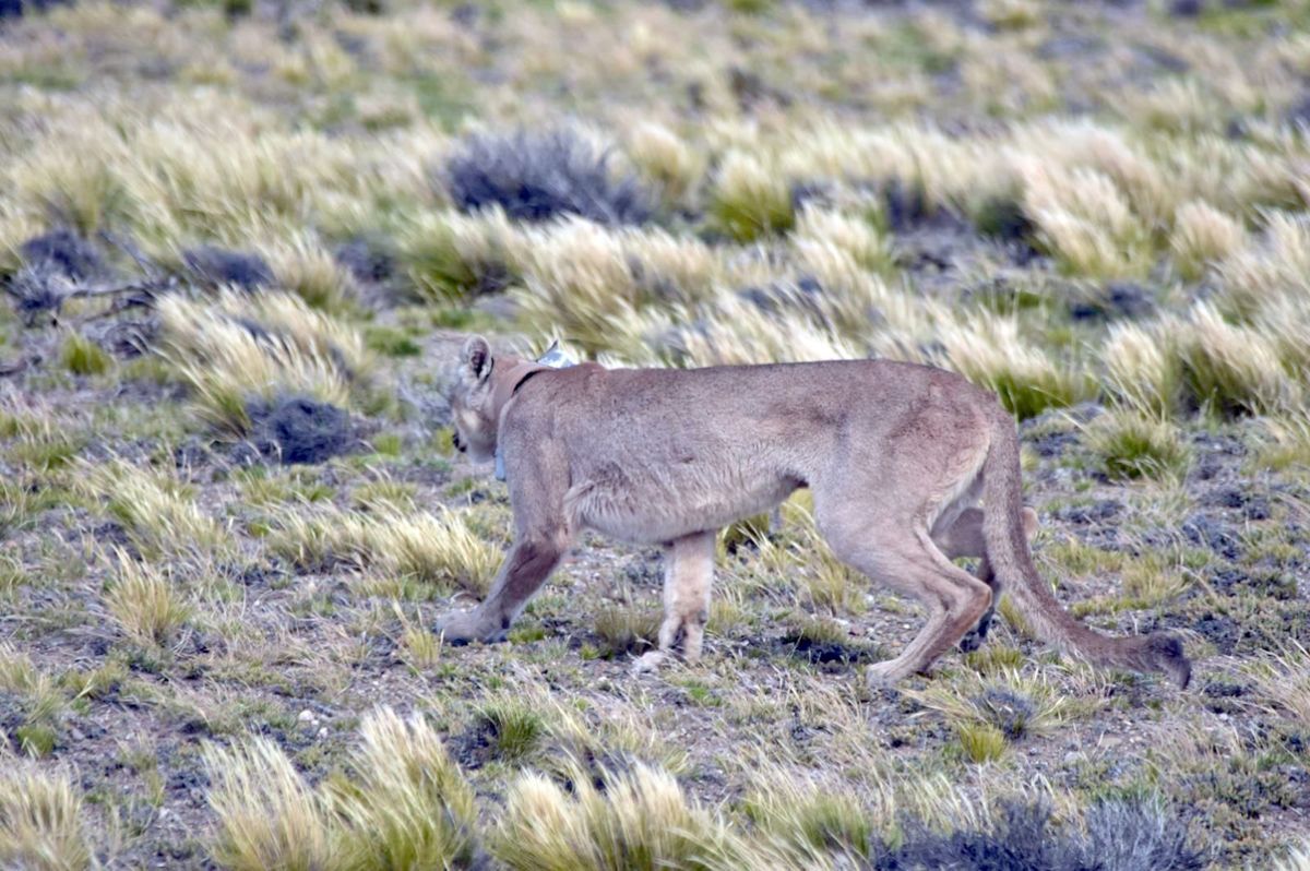Koi, la puma que recorrió cientos de kilómetros y volvió a casa