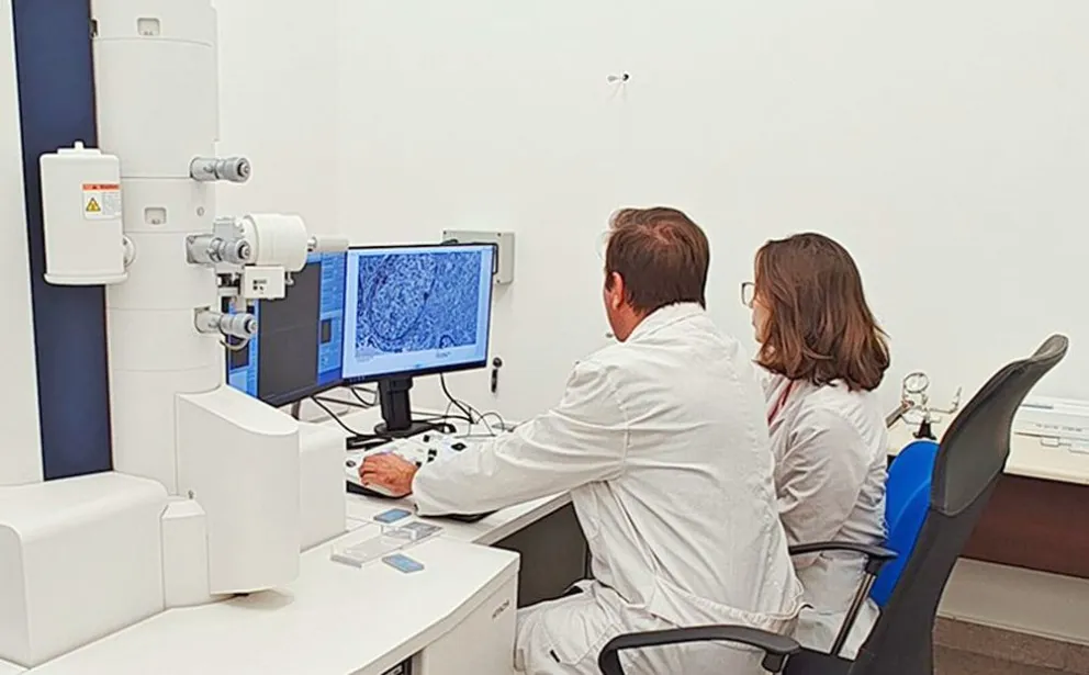 Descubren un nuevo blanco terapéutico para frenar el crecimiento de tumores intracraneales